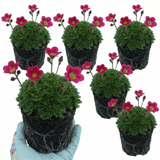 Set of 3 or 6 Saxifrage Marto Rose Hardy Alpine Evergreen Perennial Plants, Pink Rockery Ground Cover, Outdoor Garden Ready, 1 Litre Root-Ball - Frankton's
