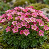 Set of 3 or 6 Saxifrage Marto Rose Hardy Alpine Evergreen Perennial Plants, Pink Rockery Ground Cover, Outdoor Garden Ready, 1 Litre Root-Ball - Frankton's