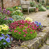 Set of 3 or 6 Saxifrage Marto Rose Hardy Alpine Evergreen Perennial Plants, Pink Rockery Ground Cover, Outdoor Garden Ready, 1 Litre Root-Ball - Frankton's