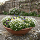 Set of 3 or 6 Saxifrage Marto White Mossy Alpine Plants, Hardy Evergreen Perennial Rockery Ground Cover, Outdoor Garden Ready, 1 Litre Root-Ball - Frankton's