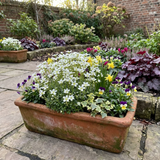 Set of 3 or 6 Saxifrage Marto White Mossy Alpine Plants, Hardy Evergreen Perennial Rockery Ground Cover, Outdoor Garden Ready, 1 Litre Root-Ball - Frankton's