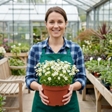 Set of 3 or 6 Saxifrage Marto White Mossy Alpine Plants, Hardy Evergreen Perennial Rockery Ground Cover, Outdoor Garden Ready, 1 Litre Root-Ball - Frankton's