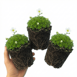 Set of 3 or 6 Saxifrage Marto White Mossy Alpine Plants, Hardy Evergreen Perennial Rockery Ground Cover, Outdoor Garden Ready, 1 Litre Root-Ball - Frankton's