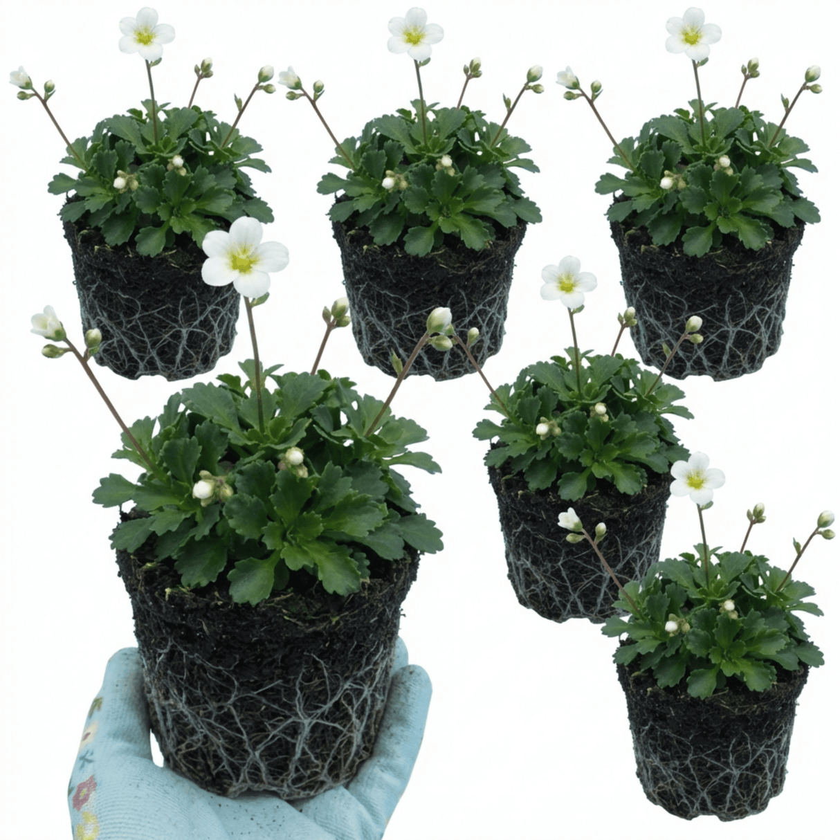 Set of 3 or 6 Saxifrage Marto White Mossy Alpine Plants, Hardy Evergreen Perennial Rockery Ground Cover, Outdoor Garden Ready, 1 Litre Root-Ball - Frankton's