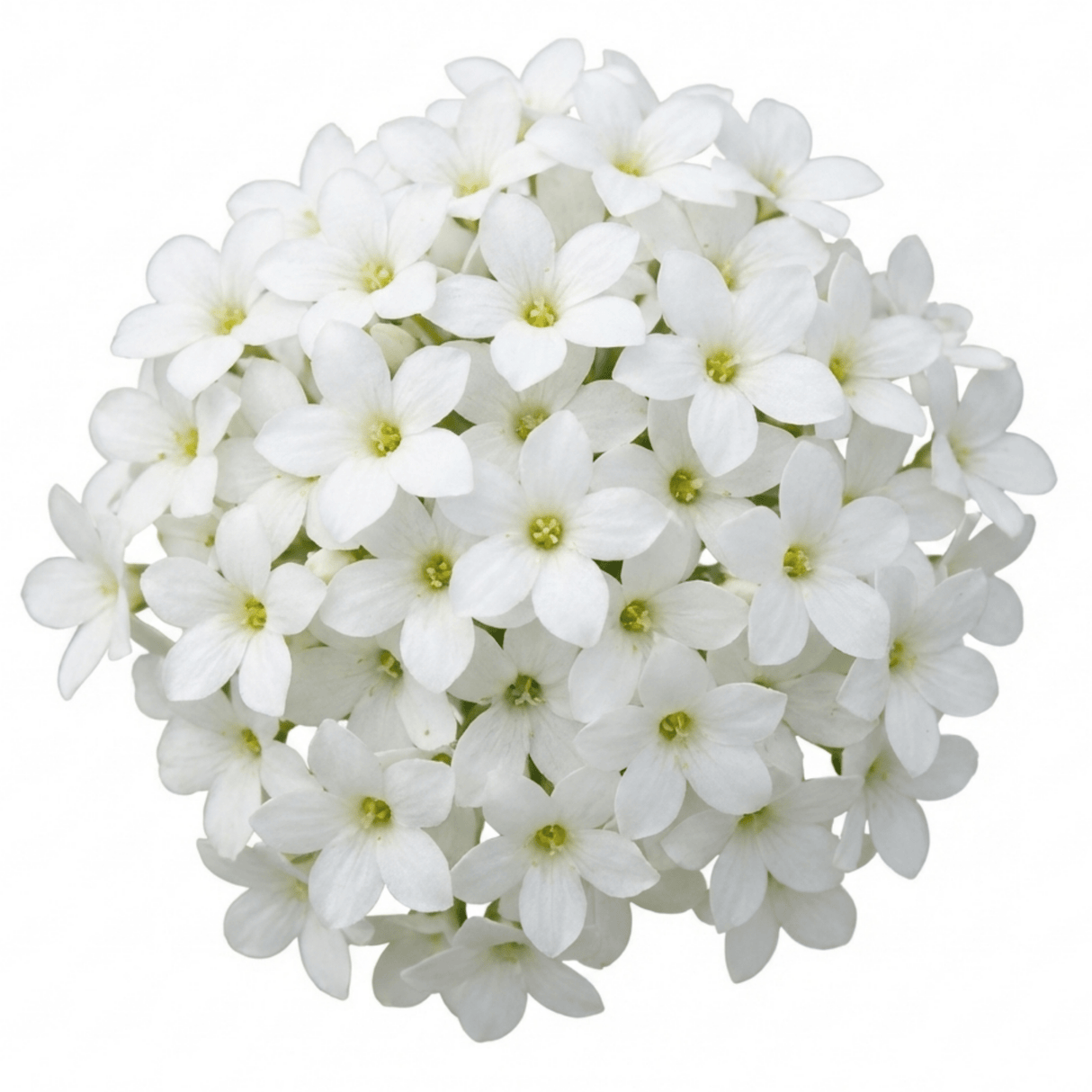 Set of 3 or 6 Saxifrage Marto White Mossy Alpine Plants, Hardy Evergreen Perennial Rockery Ground Cover, Outdoor Garden Ready, 1 Litre Root-Ball - Frankton's