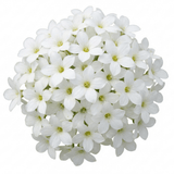 Set of 3 or 6 Saxifrage Marto White Mossy Alpine Plants, Hardy Evergreen Perennial Rockery Ground Cover, Outdoor Garden Ready, 1 Litre Root-Ball - Frankton's