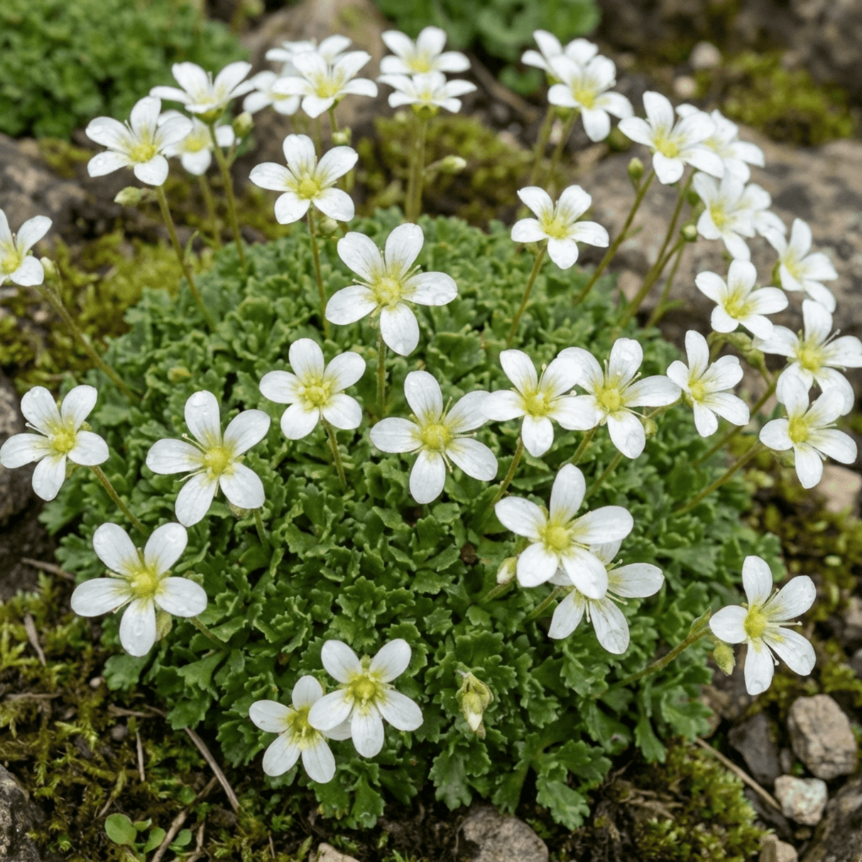 Set of 3 or 6 Saxifrage Marto White Mossy Alpine Plants, Hardy Evergreen Perennial Rockery Ground Cover, Outdoor Garden Ready, 1 Litre Root-Ball - Frankton's