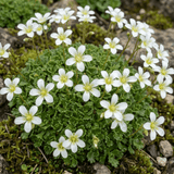 Set of 3 or 6 Saxifrage Marto White Mossy Alpine Plants, Hardy Evergreen Perennial Rockery Ground Cover, Outdoor Garden Ready, 1 Litre Root-Ball - Frankton's