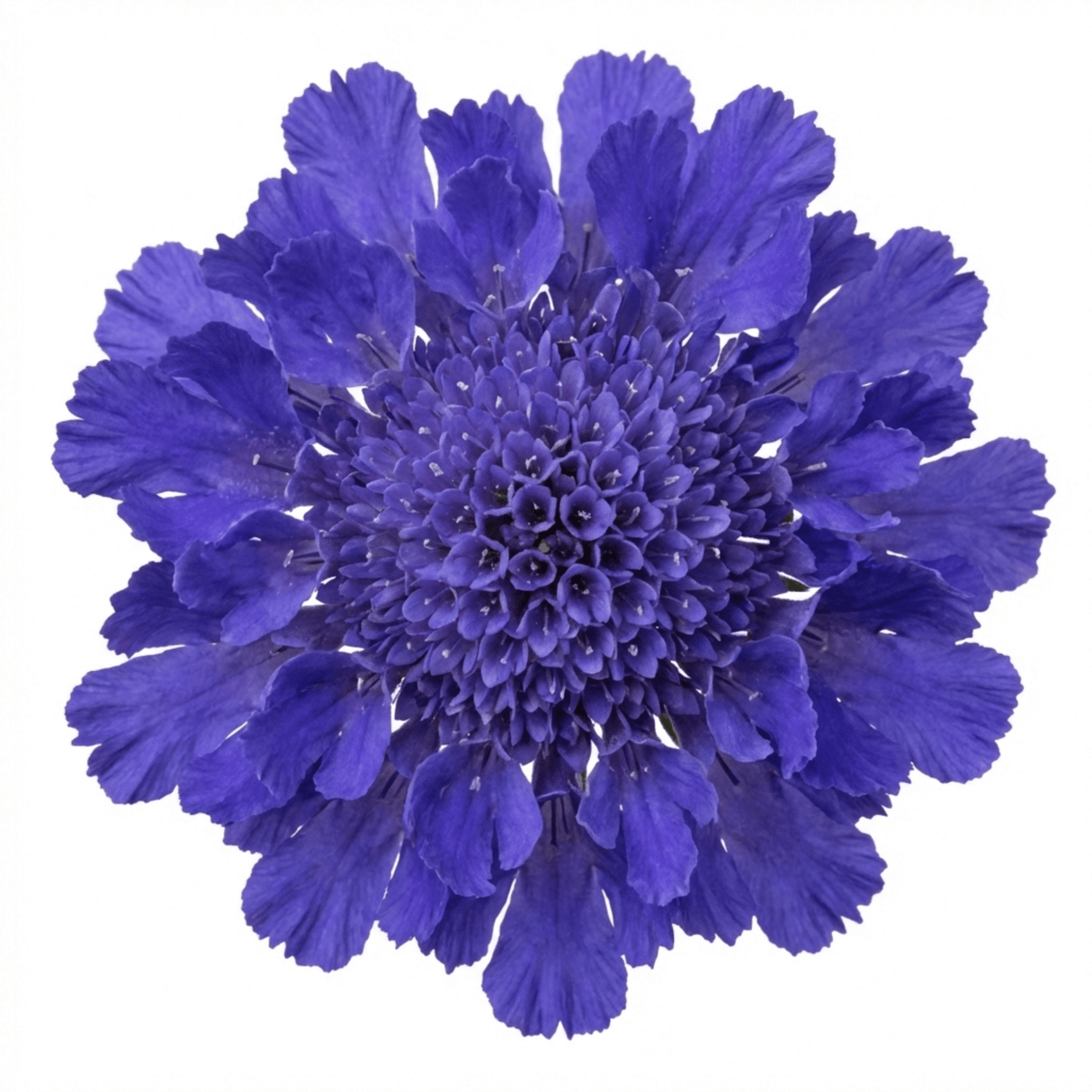Set of 3 or 6 Scabious Blue Note Hardy Perennial Plants, Bee Friendly Pincushion Flower, 1 Litre Root Ball - Frankton's