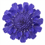 Set of 3 or 6 Scabious Blue Note Hardy Perennial Plants, Bee Friendly Pincushion Flower, 1 Litre Root Ball - Frankton's