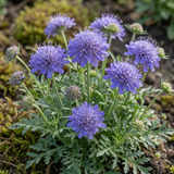 Set of 3 or 6 Scabious Blue Note Hardy Perennial Plants, Bee Friendly Pincushion Flower, 1 Litre Root Ball - Frankton's