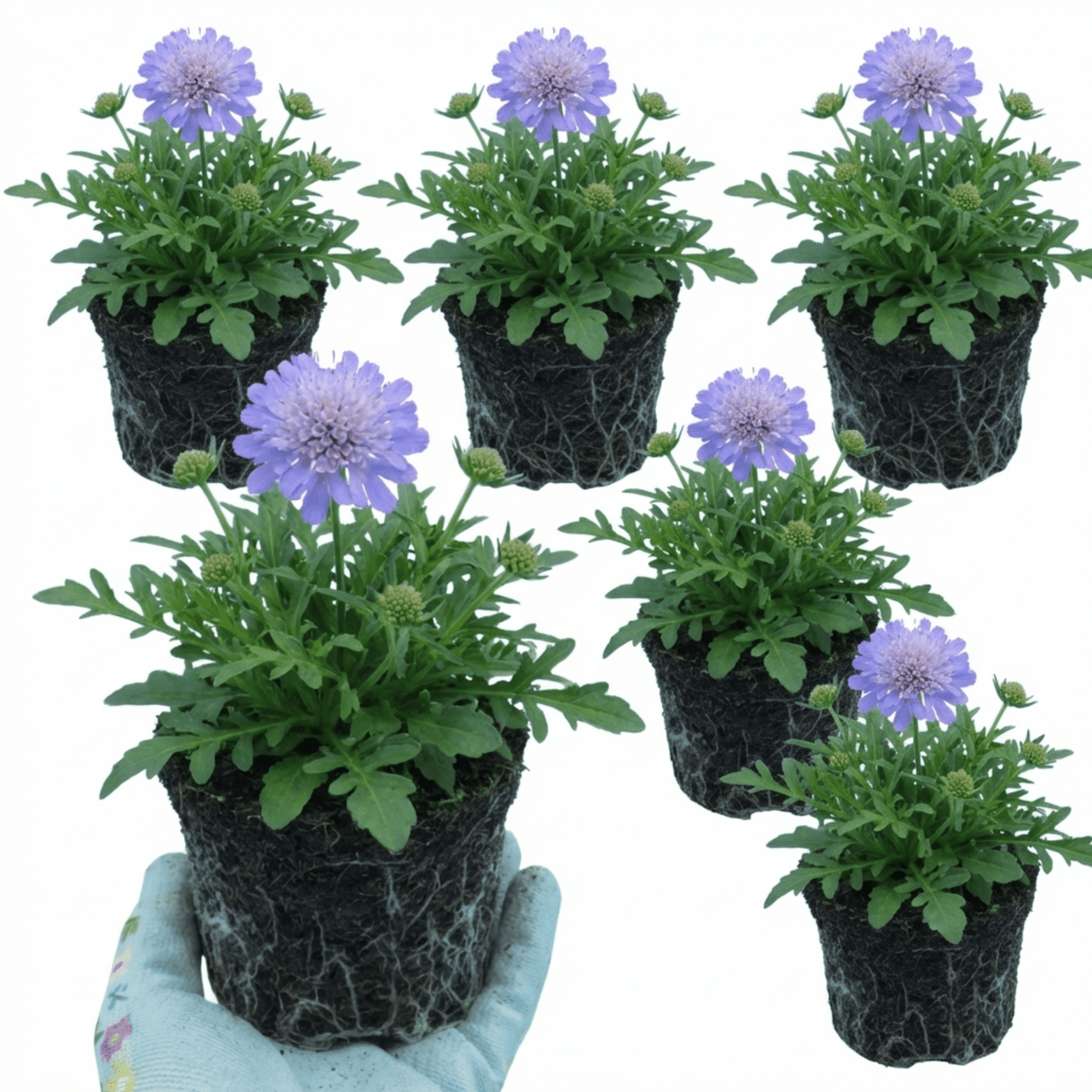 Set of 3 or 6 Scabious Blue Note Hardy Perennial Plants, Bee Friendly Pincushion Flower, 1 Litre Root Ball - Frankton's