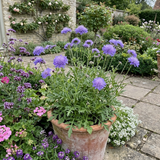 Set of 3 or 6 Scabious Blue Note Hardy Perennial Plants, Bee Friendly Pincushion Flower, 1 Litre Root Ball - Frankton's