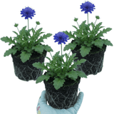 Set of 3 or 6 Scabious Blue Note Hardy Perennial Plants, Bee Friendly Pincushion Flower, 1 Litre Root Ball - Frankton's