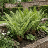 Set of 3 or 6 Scaly Male Fern Dryopteris Cristata Plants, Hardy Evergreen Perennial, 1 Litre Root-Ball - Frankton's