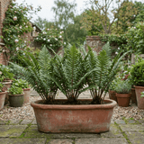 Set of 3 or 6 Scaly Male Fern Dryopteris Cristata Plants, Hardy Evergreen Perennial, 1 Litre Root-Ball - Frankton's