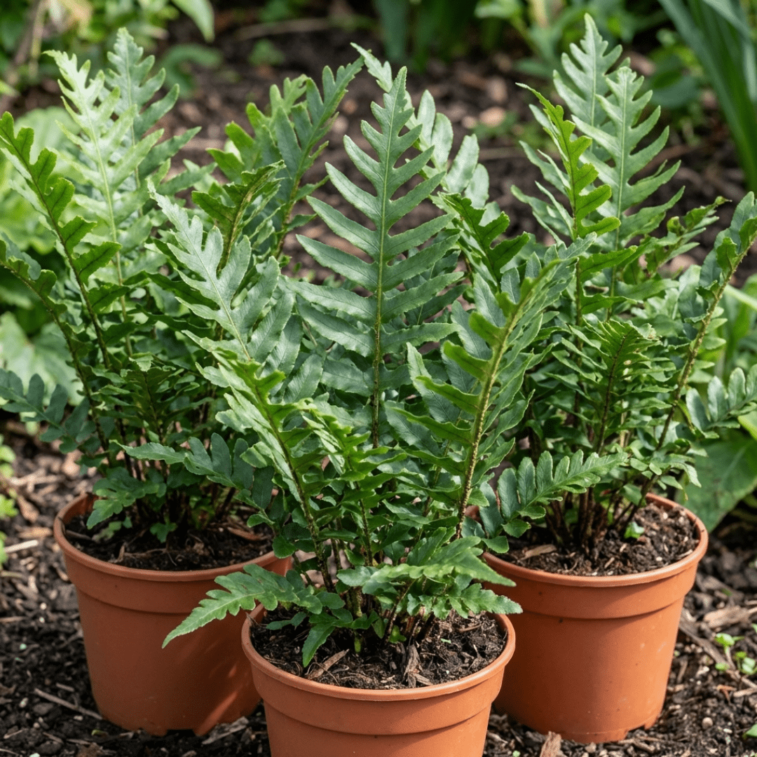 Set of 3 or 6 Scaly Male Fern Dryopteris Cristata Plants, Hardy Evergreen Perennial, 1 Litre Root-Ball - Frankton's