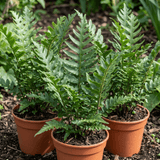 Set of 3 or 6 Scaly Male Fern Dryopteris Cristata Plants, Hardy Evergreen Perennial, 1 Litre Root-Ball - Frankton's