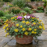 Set of 3 or 6 Sedum Oracle Hardy Perennial Stonecrop Plants, Low Maintenance, Bee Friendly, Drought Tolerant Ground Cover, Outdoor Garden Ready, 11cm Root-Ball - Frankton's