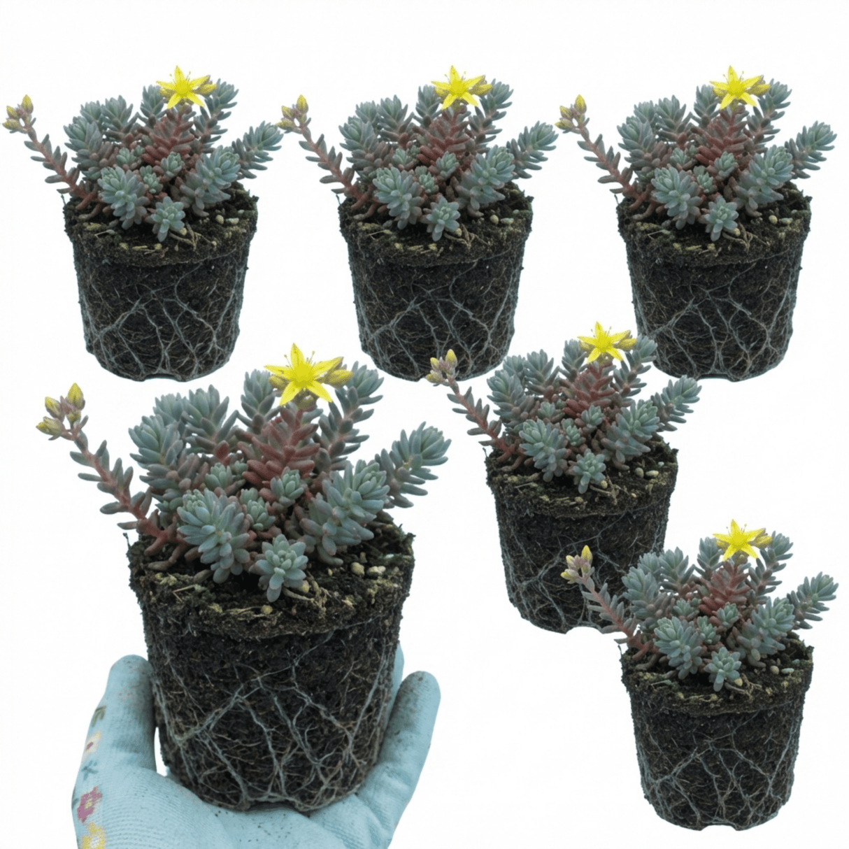 Set of 3 or 6 Sedum Oracle Hardy Perennial Stonecrop Plants, Low Maintenance, Bee Friendly, Drought Tolerant Ground Cover, Outdoor Garden Ready, 11cm Root-Ball - Frankton's
