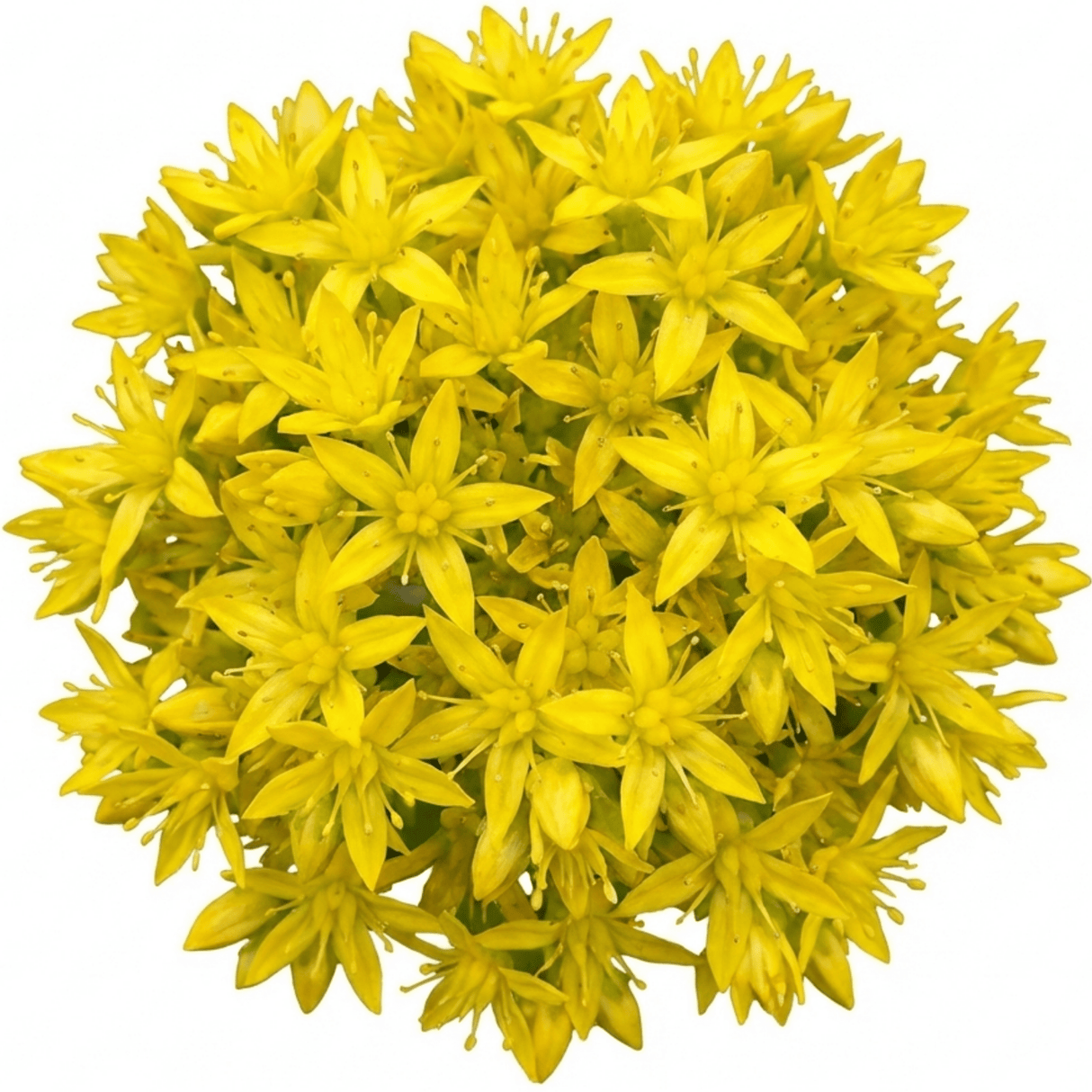 Set of 3 or 6 Sedum Oracle Hardy Perennial Stonecrop Plants, Low Maintenance, Bee Friendly, Drought Tolerant Ground Cover, Outdoor Garden Ready, 11cm Root-Ball - Frankton's