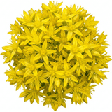 Set of 3 or 6 Sedum Oracle Hardy Perennial Stonecrop Plants, Low Maintenance, Bee Friendly, Drought Tolerant Ground Cover, Outdoor Garden Ready, 11cm Root-Ball - Frankton's