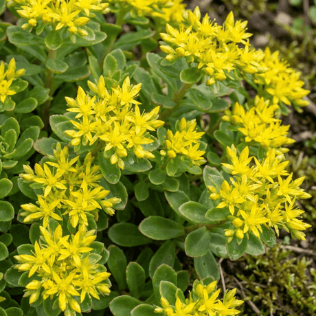 Set of 3 or 6 Sedum Oracle Hardy Perennial Stonecrop Plants, Low Maintenance, Bee Friendly, Drought Tolerant Ground Cover, Outdoor Garden Ready, 11cm Root-Ball - Frankton's