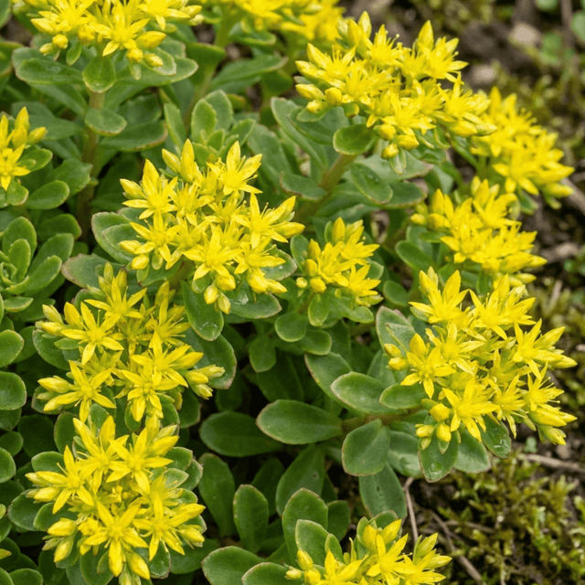 Set of 3 or 6 Sedum Oracle Hardy Perennial Stonecrop Plants, Low Maintenance, Bee Friendly, Drought Tolerant Ground Cover, Outdoor Garden Ready, 11cm Root-Ball - Frankton's