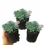 Set of 3 or 6 Sedum Oracle Hardy Perennial Stonecrop Plants, Low Maintenance, Bee Friendly, Drought Tolerant Ground Cover, Outdoor Garden Ready, 11cm Root-Ball - Frankton's