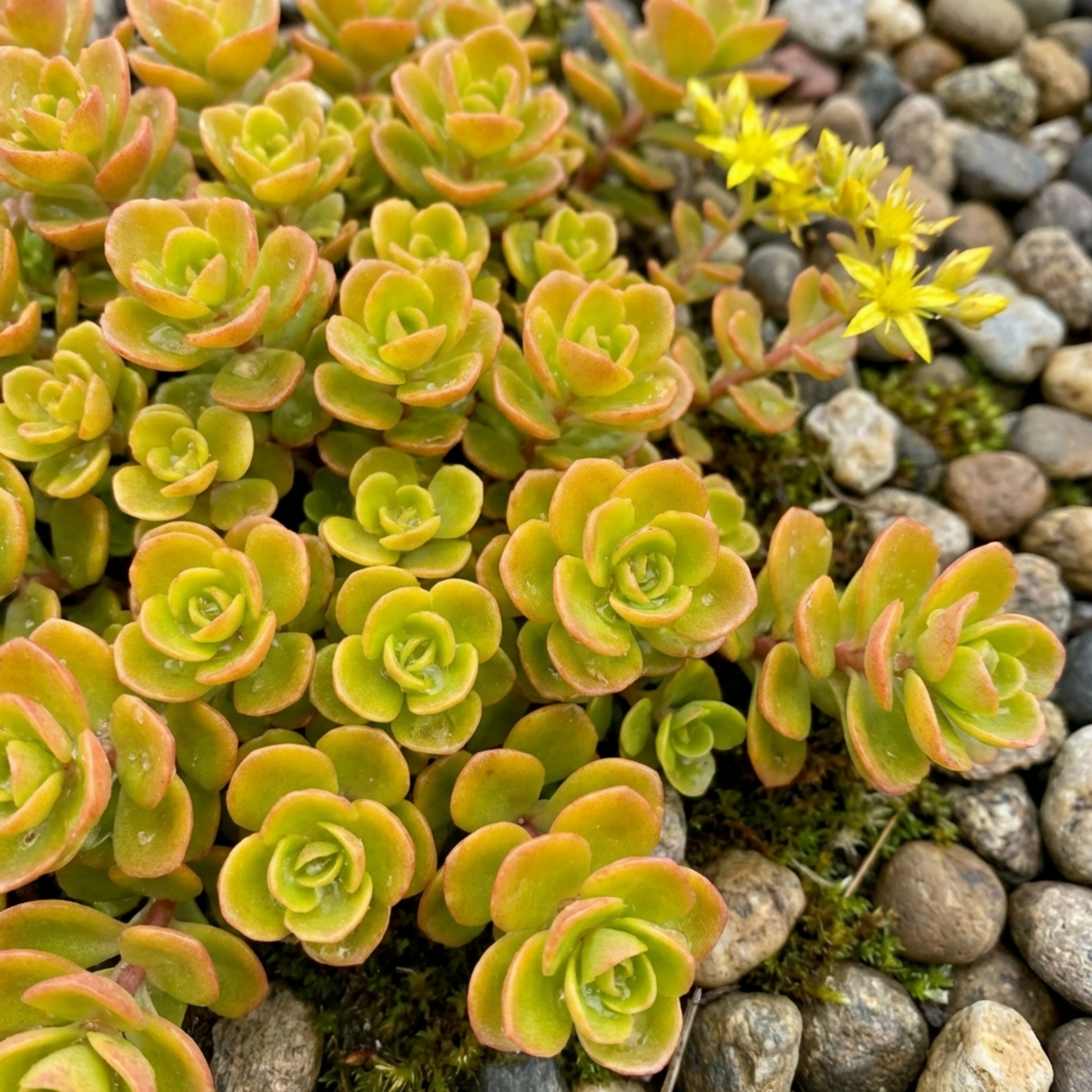 Set of 3 or 6 Sedum Oracle Hardy Perennial Stonecrop Plants, Low Maintenance, Bee Friendly, Drought Tolerant Ground Cover, Outdoor Garden Ready, 11cm Root-Ball - Frankton's