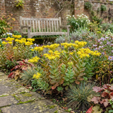 Set of 3 or 6 Sedum Oracle Hardy Perennial Stonecrop Plants, Low Maintenance, Bee Friendly, Drought Tolerant Ground Cover, Outdoor Garden Ready, 11cm Root-Ball - Frankton's
