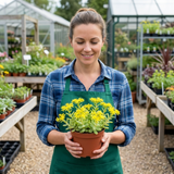 Set of 3 or 6 Sedum Oracle Hardy Perennial Stonecrop Plants, Low Maintenance, Bee Friendly, Drought Tolerant Ground Cover, Outdoor Garden Ready, 11cm Root-Ball - Frankton's