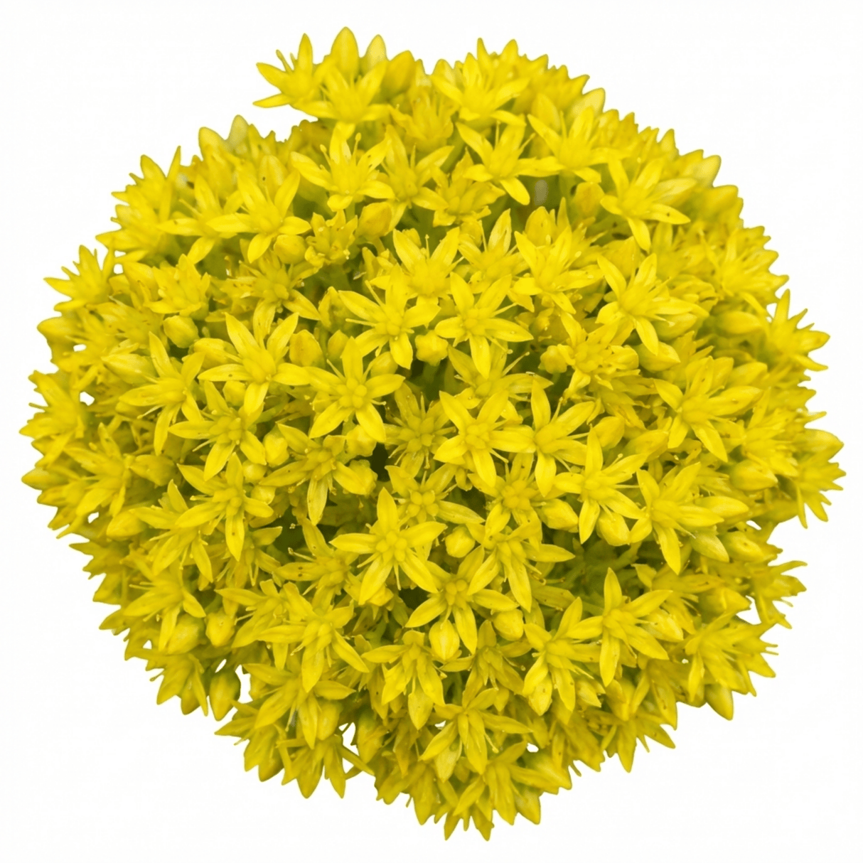 Set of 3 or 6 Sedum Oreganum Stonecrop Plants, Hardy Perennial, Bee Friendly Ground Cover, Outdoor Garden Ready, 1 Litre / 11cm Root-Ball - Frankton's