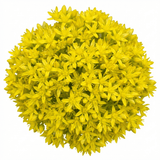 Set of 3 or 6 Sedum Oreganum Stonecrop Plants, Hardy Perennial, Bee Friendly Ground Cover, Outdoor Garden Ready, 1 Litre / 11cm Root-Ball - Frankton's