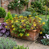 Set of 3 or 6 Sedum Oreganum Stonecrop Plants, Hardy Perennial, Bee Friendly Ground Cover, Outdoor Garden Ready, 1 Litre / 11cm Root-Ball - Frankton's