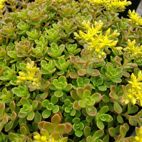 Set of 3 or 6 Sedum Oreganum Stonecrop Plants, Hardy Perennial, Bee Friendly Ground Cover, Outdoor Garden Ready, 1 Litre / 11cm Root-Ball - Frankton's