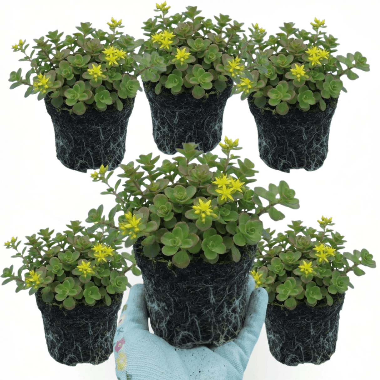 Set of 3 or 6 Sedum Oreganum Stonecrop Plants, Hardy Perennial, Bee Friendly Ground Cover, Outdoor Garden Ready, 1 Litre / 11cm Root-Ball - Frankton's