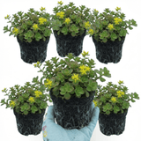 Set of 3 or 6 Sedum Oreganum Stonecrop Plants, Hardy Perennial, Bee Friendly Ground Cover, Outdoor Garden Ready, 1 Litre / 11cm Root-Ball - Frankton's