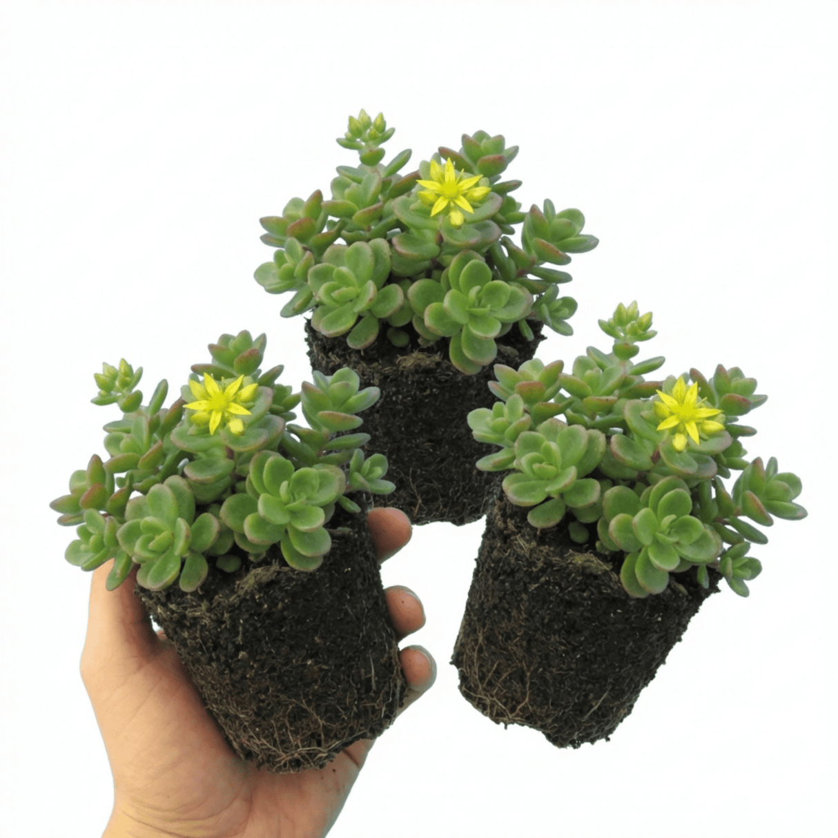 Set of 3 or 6 Sedum Oreganum Stonecrop Plants, Hardy Perennial, Bee Friendly Ground Cover, Outdoor Garden Ready, 1 Litre / 11cm Root-Ball - Frankton's