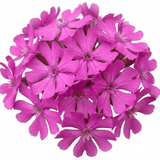 Set of 3 or 6 Silene Schafta Autumn Catchfly Hardy Perennial Plants, Pink Flowering Alpine Ground Cover, Outdoor Garden Ready, 1 Litre Root-Ball - Frankton's