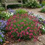 Set of 3 or 6 Silene Schafta Autumn Catchfly Hardy Perennial Plants, Pink Flowering Alpine Ground Cover, Outdoor Garden Ready, 1 Litre Root-Ball - Frankton's