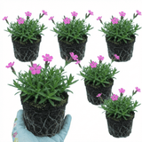 Set of 3 or 6 Silene Schafta Autumn Catchfly Hardy Perennial Plants, Pink Flowering Alpine Ground Cover, Outdoor Garden Ready, 1 Litre Root-Ball - Frankton's