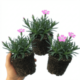 Set of 3 or 6 Silene Schafta Autumn Catchfly Hardy Perennial Plants, Pink Flowering Alpine Ground Cover, Outdoor Garden Ready, 1 Litre Root-Ball - Frankton's