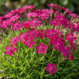 Set of 3 or 6 Silene Schafta Autumn Catchfly Hardy Perennial Plants, Pink Flowering Alpine Ground Cover, Outdoor Garden Ready, 1 Litre Root-Ball - Frankton's