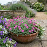 Set of 3 or 6 Silene Schafta Autumn Catchfly Hardy Perennial Plants, Pink Flowering Alpine Ground Cover, Outdoor Garden Ready, 1 Litre Root-Ball - Frankton's