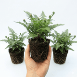 Set of 3 or 6 Soft Shield Fern Polystichum Plumosum Densum Plants, Hardy Evergreen Perennial, 1 Litre Root Ball - Frankton's