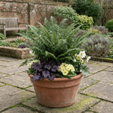 Set of 3 or 6 Soft Shield Fern Polystichum Plumosum Densum Plants, Hardy Evergreen Perennial, 1 Litre Root Ball - Frankton's