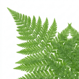 Set of 3 or 6 Soft Shield Fern Polystichum Plumosum Densum Plants, Hardy Evergreen Perennial, 1 Litre Root Ball - Frankton's