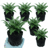 Set of 3 or 6 Soft Shield Fern Polystichum Plumosum Densum Plants, Hardy Evergreen Perennial, 1 Litre Root Ball - Frankton's