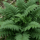 Set of 3 or 6 Soft Shield Fern Polystichum Plumosum Densum Plants, Hardy Evergreen Perennial, 1 Litre Root Ball - Frankton's